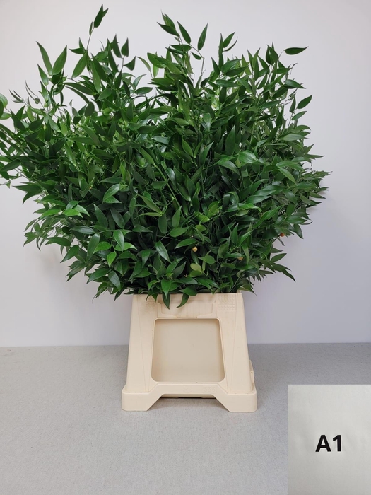 <h4>RUSCUS MIDDEL PB</h4>