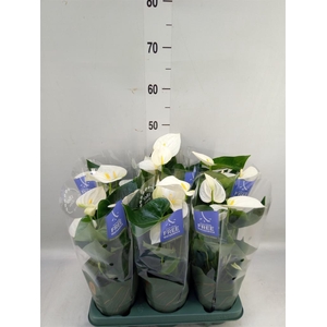 Anthurium  'Karma White'