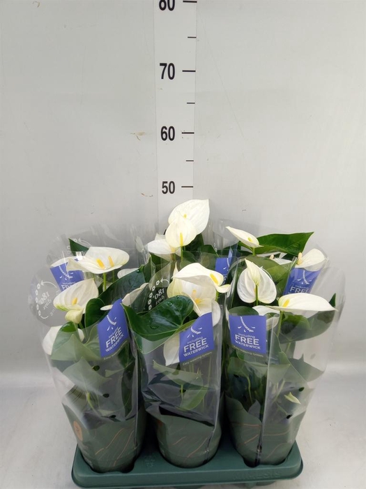 <h4>Anthurium 'Karma White'</h4>