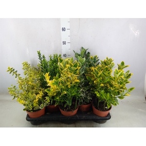 Euonymus japon.   ...mix