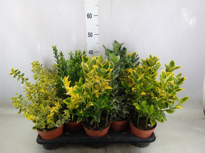 <h4>Euonymus japon.   ...mix</h4>