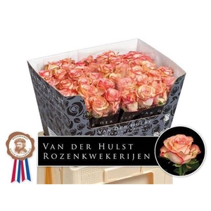 Rosa grootbloemig Aprikola