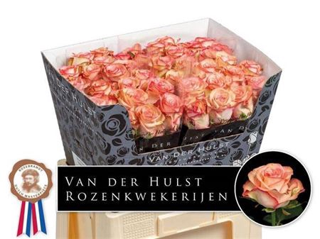 <h4>Rosa grootbloemig Aprikola</h4>