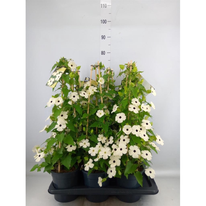 <h4>Thunbergia nana 'Snow White'</h4>