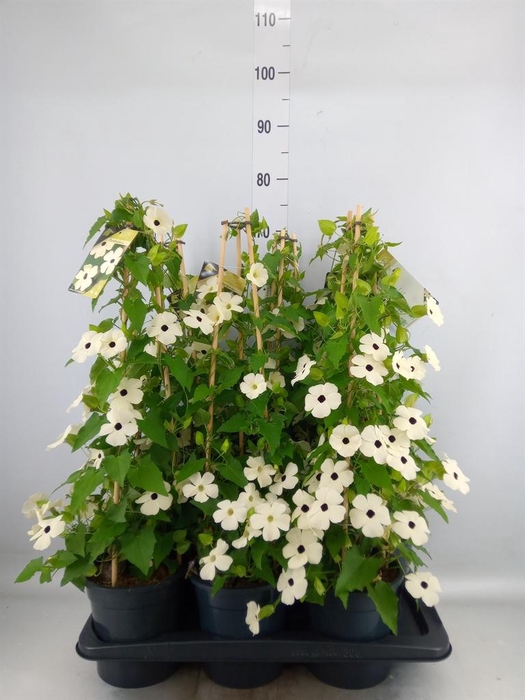 Thunbergia nana 'Snow White'