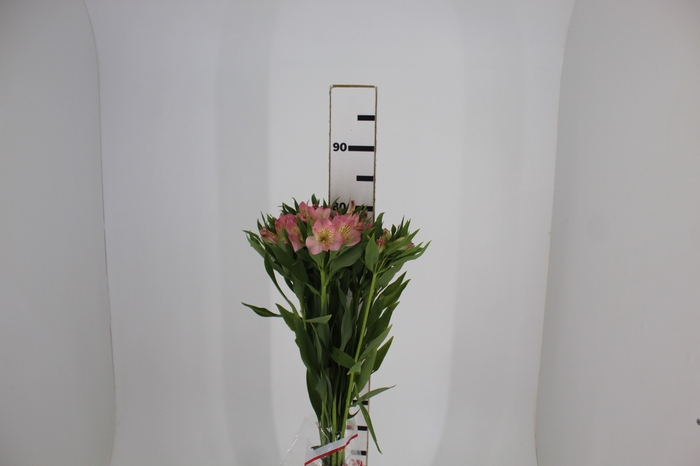 <h4>ALSTROEMERIA DUBAI 080 CM</h4>