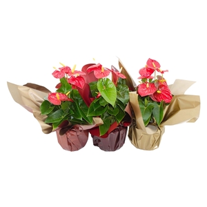 Anthurium XL.10 Mauii Red 17cm met metallic rondello