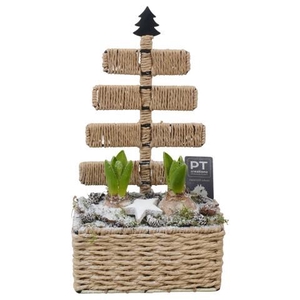 PTWH7736 Arrangement Winter Hyacint in touwmand met metaal