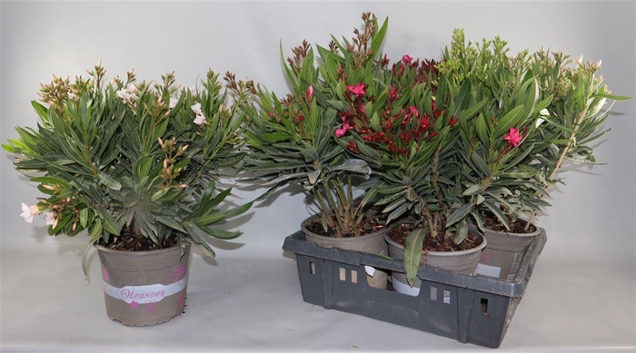 Nerium Oleander Ov
