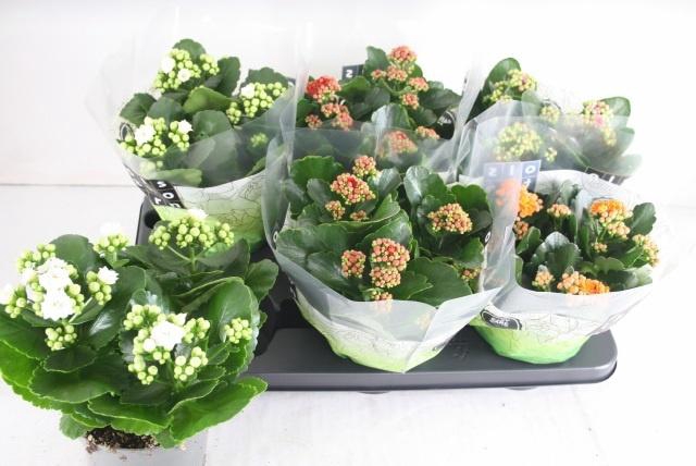 <h4>KAL GE GEM 4 KL</h4>