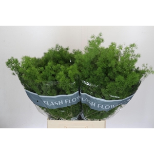 Asparagus Umbellatus