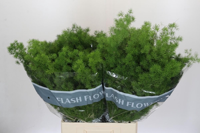 <h4>Asparagus Umbellatus</h4>