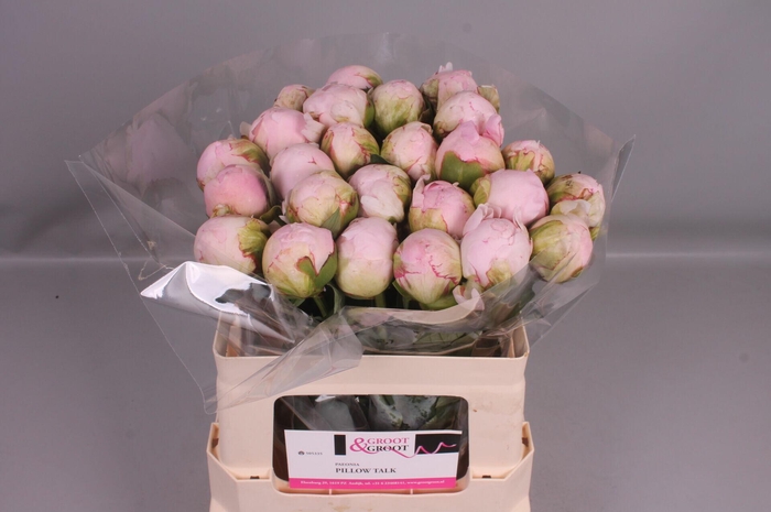 <h4>Paeonia Pillow Talk</h4>