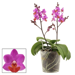 Phalaenopsis Table Mystery 2+ tak