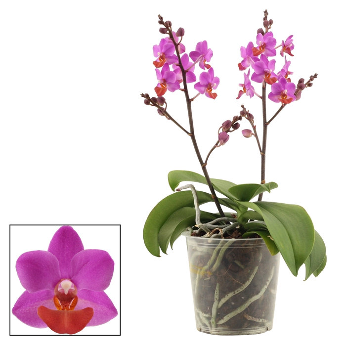 <h4>Phalaenopsis Table Mystery 2+ tak</h4>