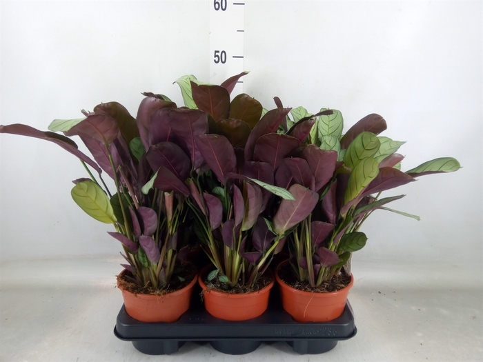 <h4>Ctenanthe burle-marxii 'Amagris'</h4>