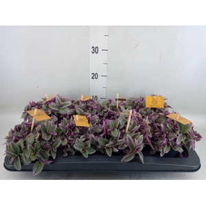 Tradescantia cerinth. 'Sweetness'