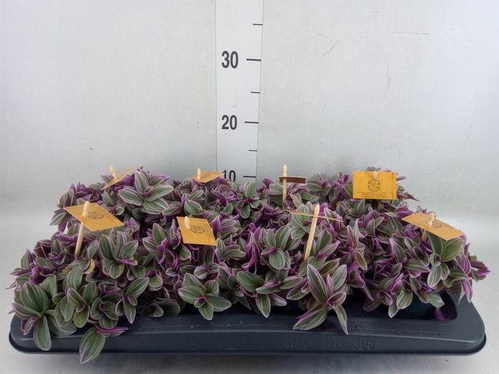 <h4>Tradescantia cerinth. 'Sweetness'</h4>