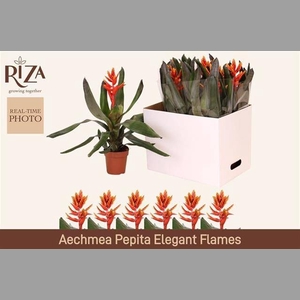 AECH PE ELEGANT FLAM