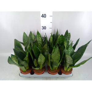 Sansevieria zeylanica