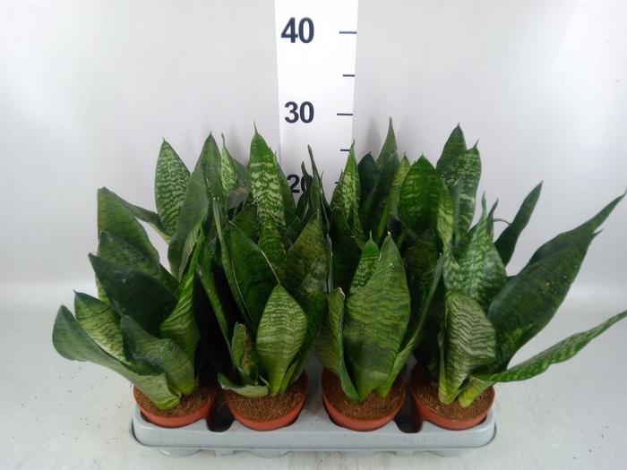 <h4>Sansevieria zeylanica</h4>