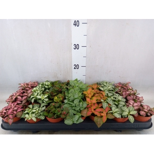 Fittonia   ...mix 7