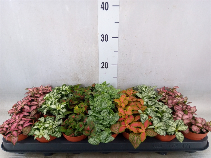 <h4>Fittonia   ...mix 7</h4>
