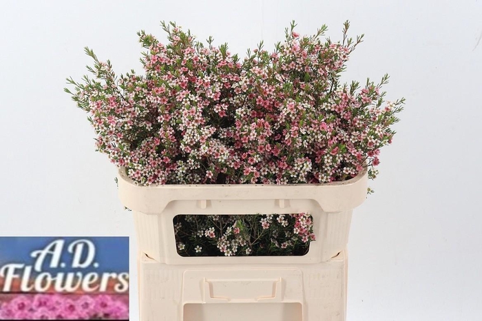 <h4>Cham Un M Sweet 16</h4>