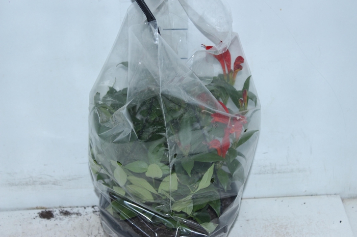 <h4>AESCHYNANTHUS SPECIOSUS C21</h4>