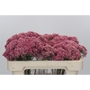Ozothamnus Booming Pink