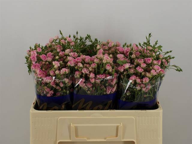 <h4>R TR GYPSY ROSE</h4>