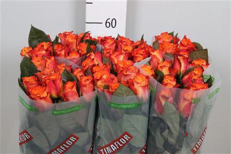 <h4>R Gr Mariyo!</h4>