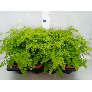 Adiantum raddi. 'Fragrans'