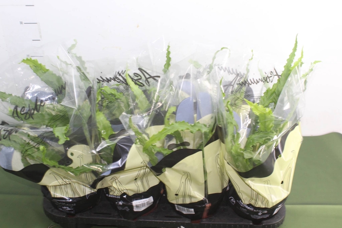 <h4>ASPLENIUM OSAKA CRESPO P14</h4>