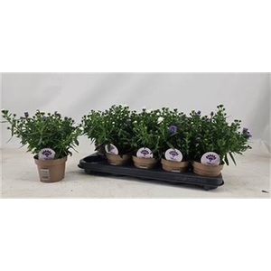 Aster Crown gemengd
