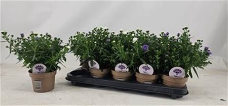 <h4>Aster Crown gemengd</h4>