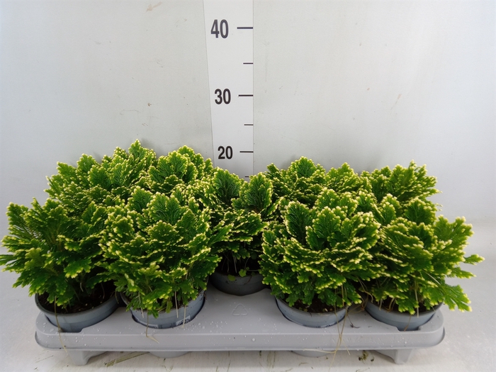 <h4>Selaginella martensii 'Jori'</h4>