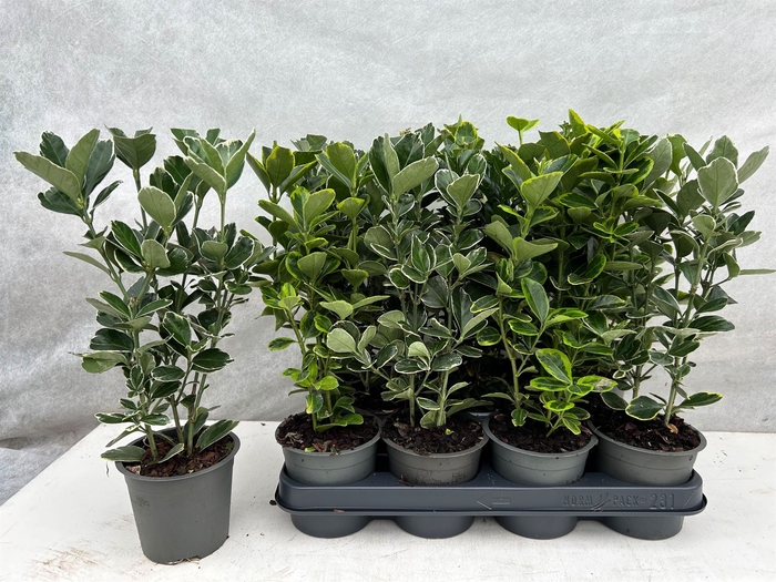 <h4>Euonymus japon.   ...mix</h4>