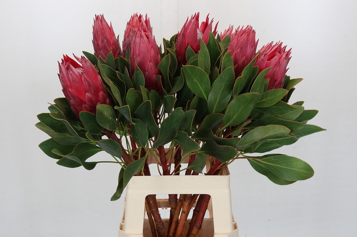 <h4>Protea Cynaroides Madiba</h4>