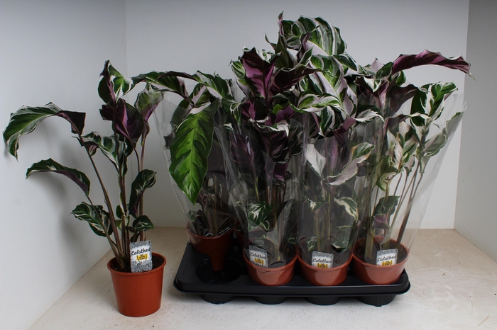 <h4>CALAT FUSION WHITE</h4>