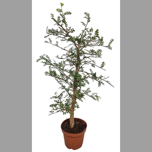 PLANTEN OV
