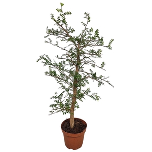 PLANTEN OV
