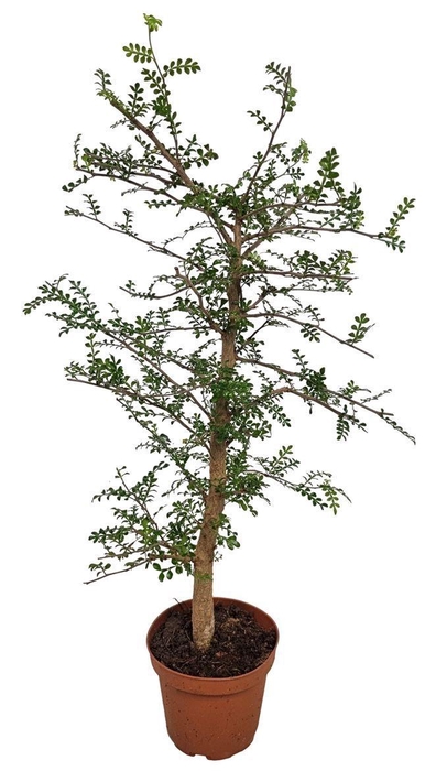 <h4>PLANTEN OV</h4>