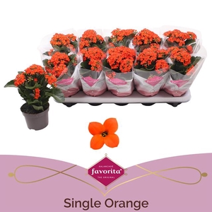 Kalanchoe Favorita Orange Stadium 1