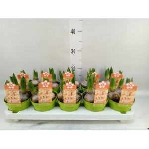 Hyacinthus orie. 'Gipsy Queen'