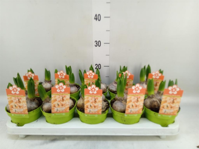 <h4>Hyacinthus orie. 'Gipsy Queen'</h4>