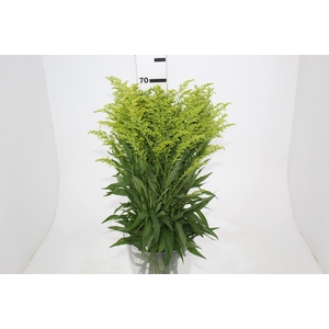 TANGO FILLER 070 CM MIN 10 GRAMAS