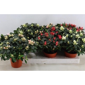 RHODO SI GEM