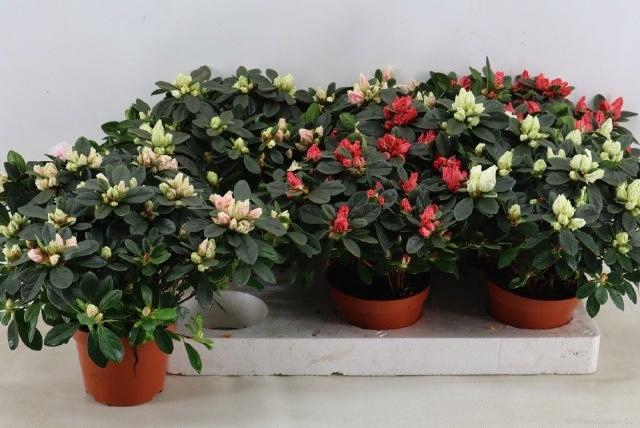 <h4>RHODO SI GEM</h4>