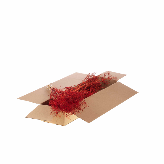 <h4>Bupleurum Open 55cm Sb Red</h4>